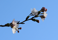 桜開花