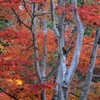 西林寺にて01