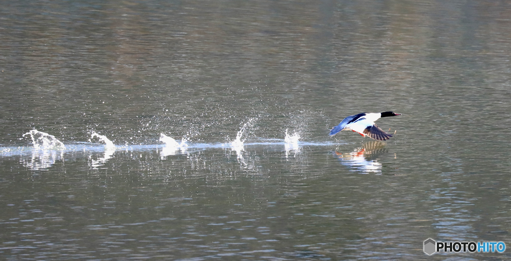 カモさん発進！！