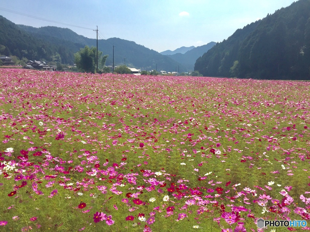 清住 コスモス畑