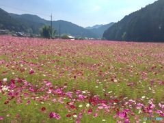 清住 コスモス畑