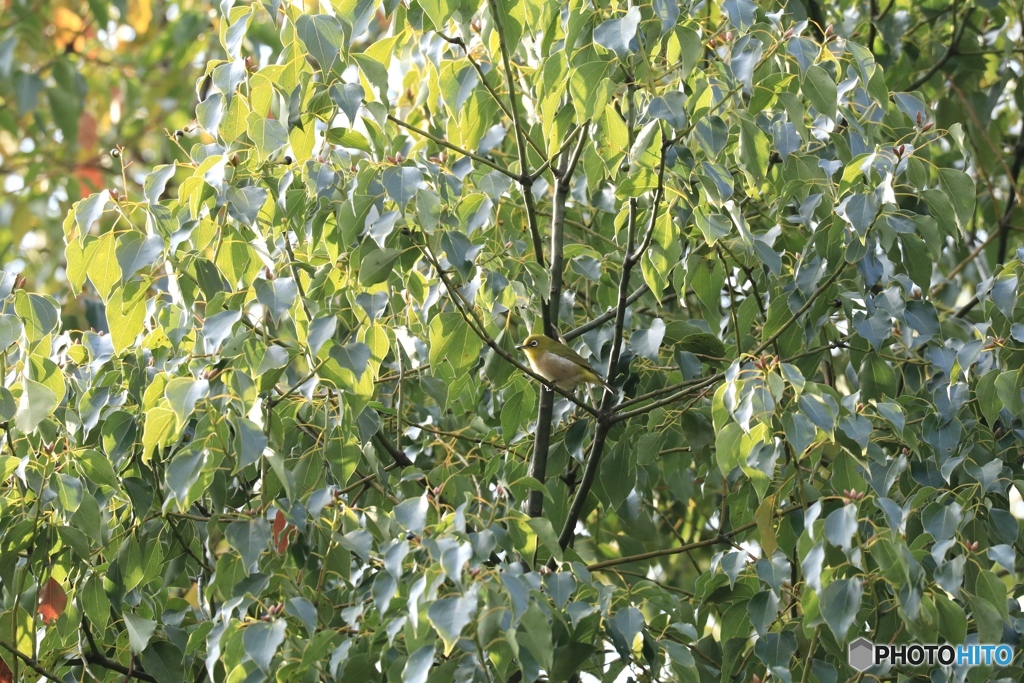 メジロさんを探そう