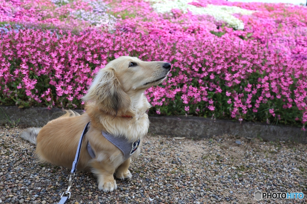 裸んぼクウちゃんとシバザクラ