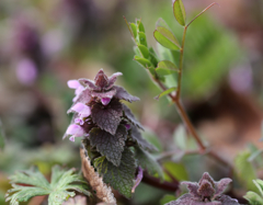 ヒメオドリコソウ