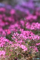 芝桜２ 家の近くで