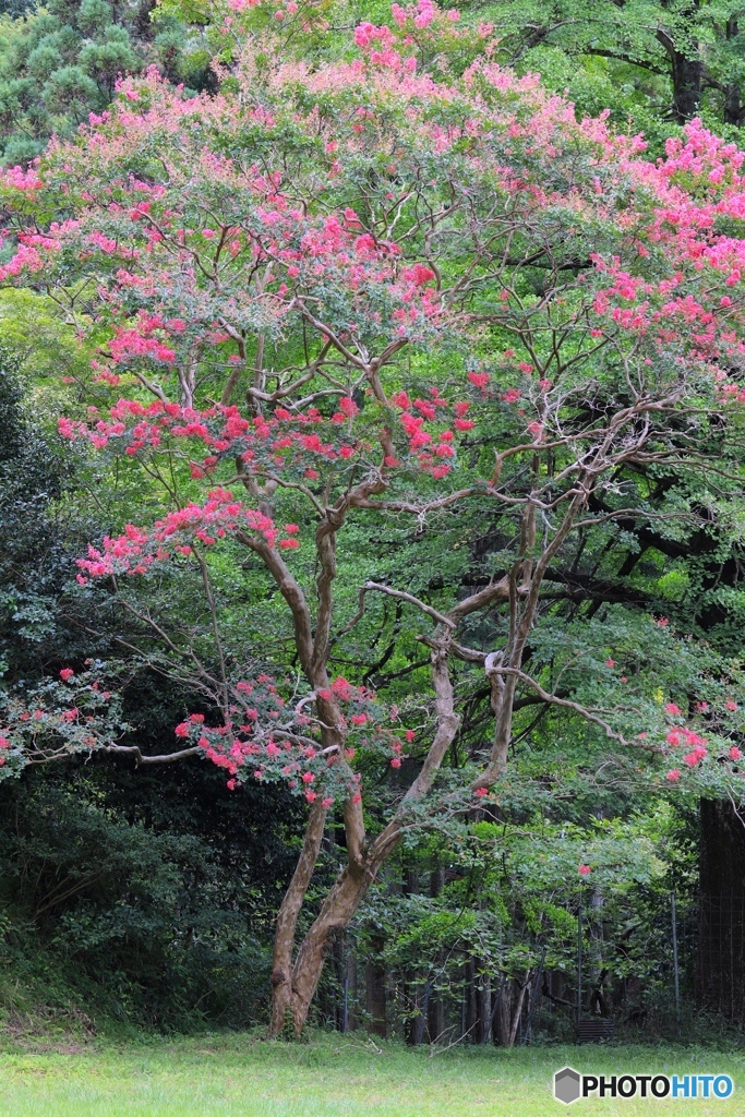 サルスベリ　加西市奥山寺にて