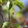葉桜