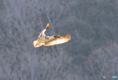 火の鳥