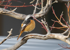 ジョウビタキ153102