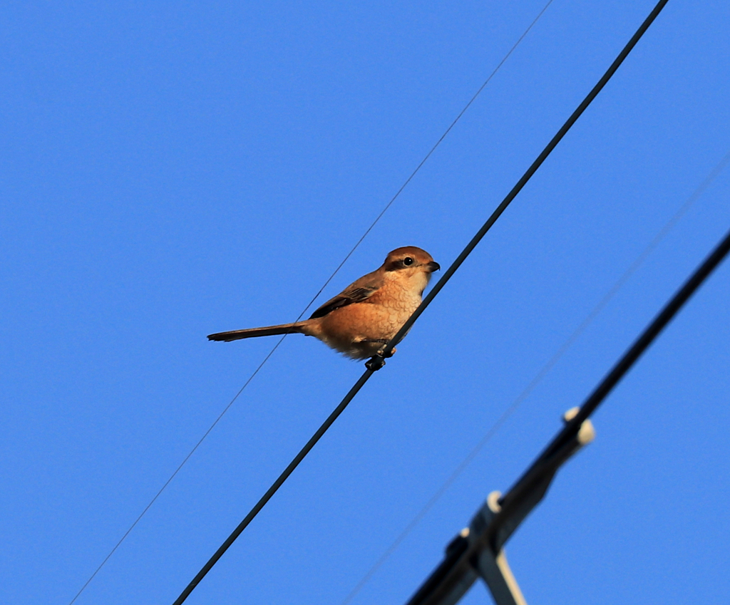 モズさん　超トリミング