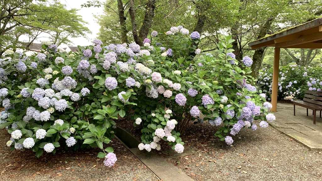 都麻の里あじさい園にて