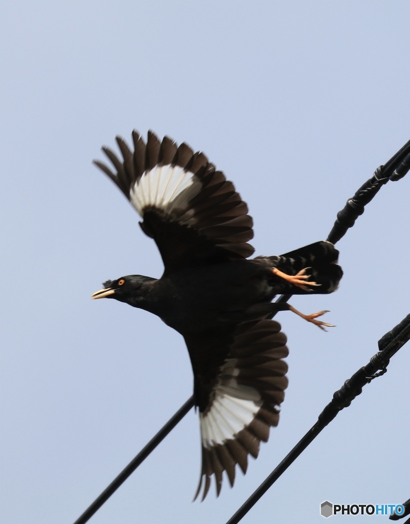 ハッカチョウ（ブレブレですが）
