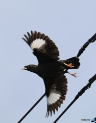 ハッカチョウ（ブレブレですが）