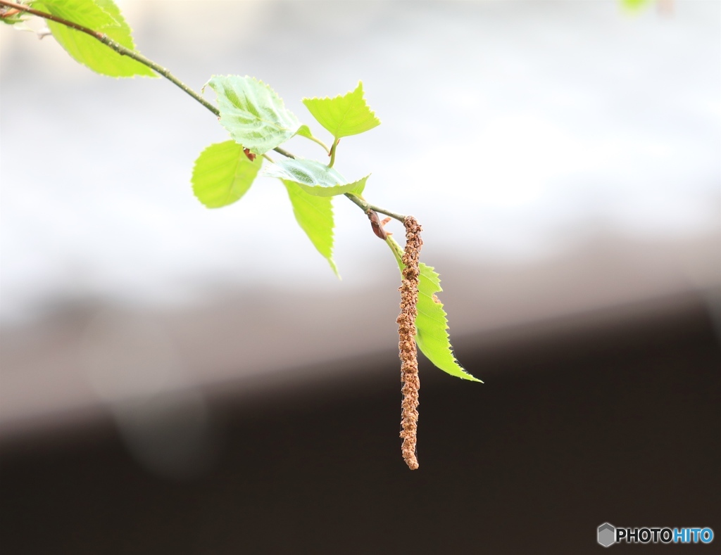 白樺　ー庭にてー