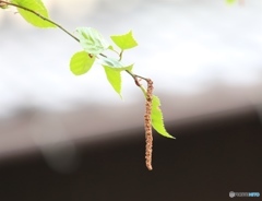 白樺　ー庭にてー