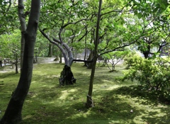 京都　建仁寺にて5