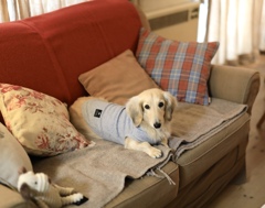 カメラ目線だよ　　クウちゃんです