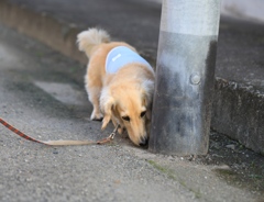 くん活中　クウちゃんです