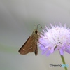 チョウと花　庭にて