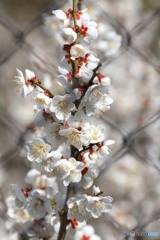 フェンス越しの梅の花