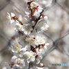 フェンス越しの梅の花