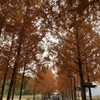 日本へそ公園にて
