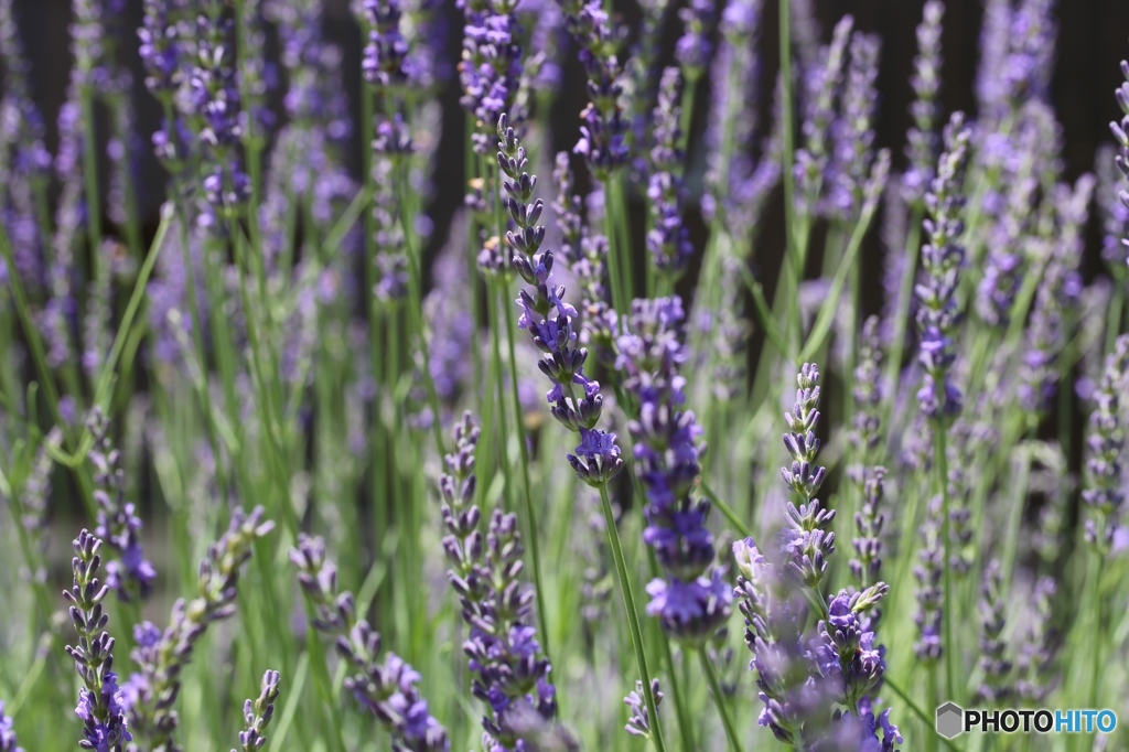 ラベンダー　~庭にて~