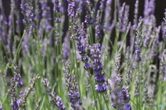 ラベンダー　~庭にて~