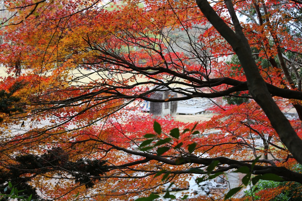 秋色（播磨中央公園）1
