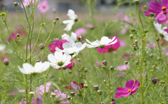 コスモス2