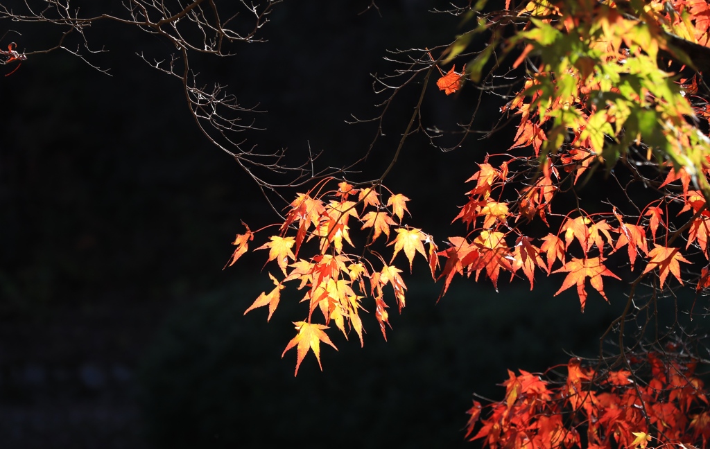 秋色　余暇村公園にて2