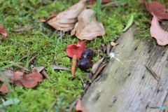 秋色　ー庭にてー