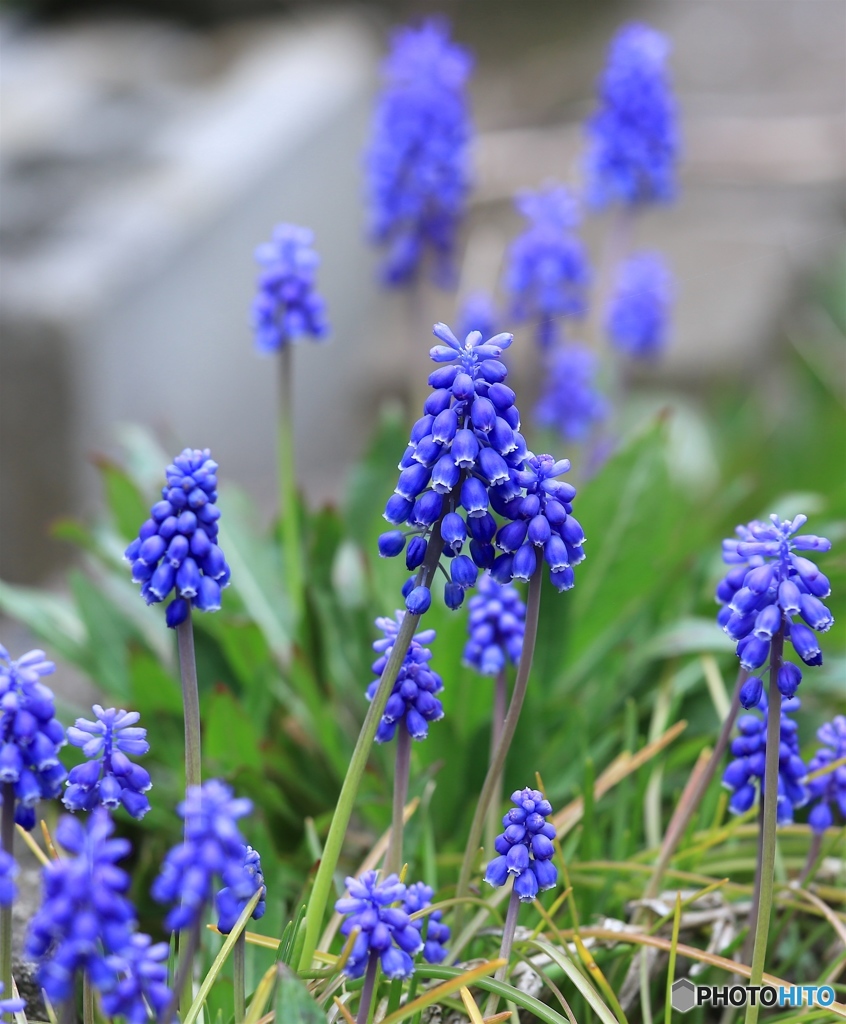 ムスカリ