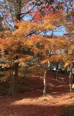 秋色　播磨中央公園にて