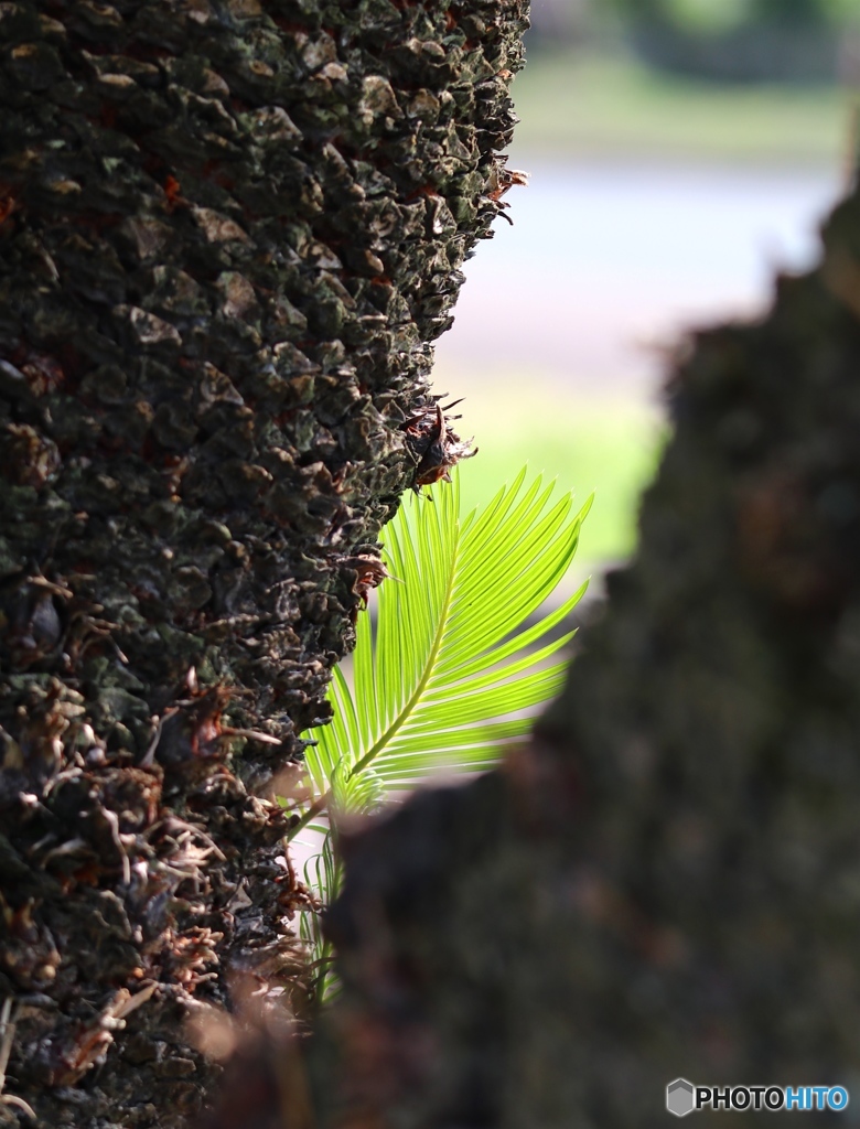 ソテツ　ー若葉ー