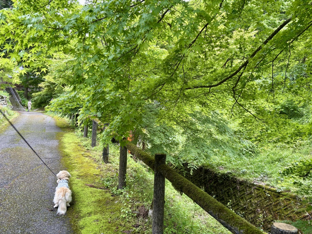 丹波篠山市　文保寺2