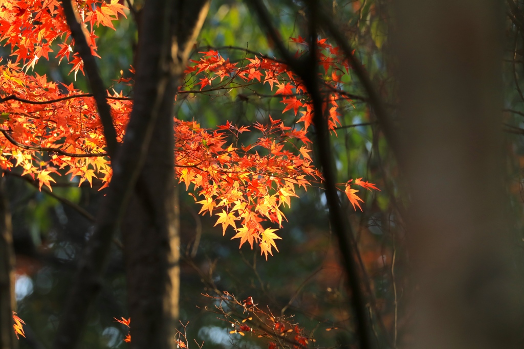 秋色２　播磨中央公園にて