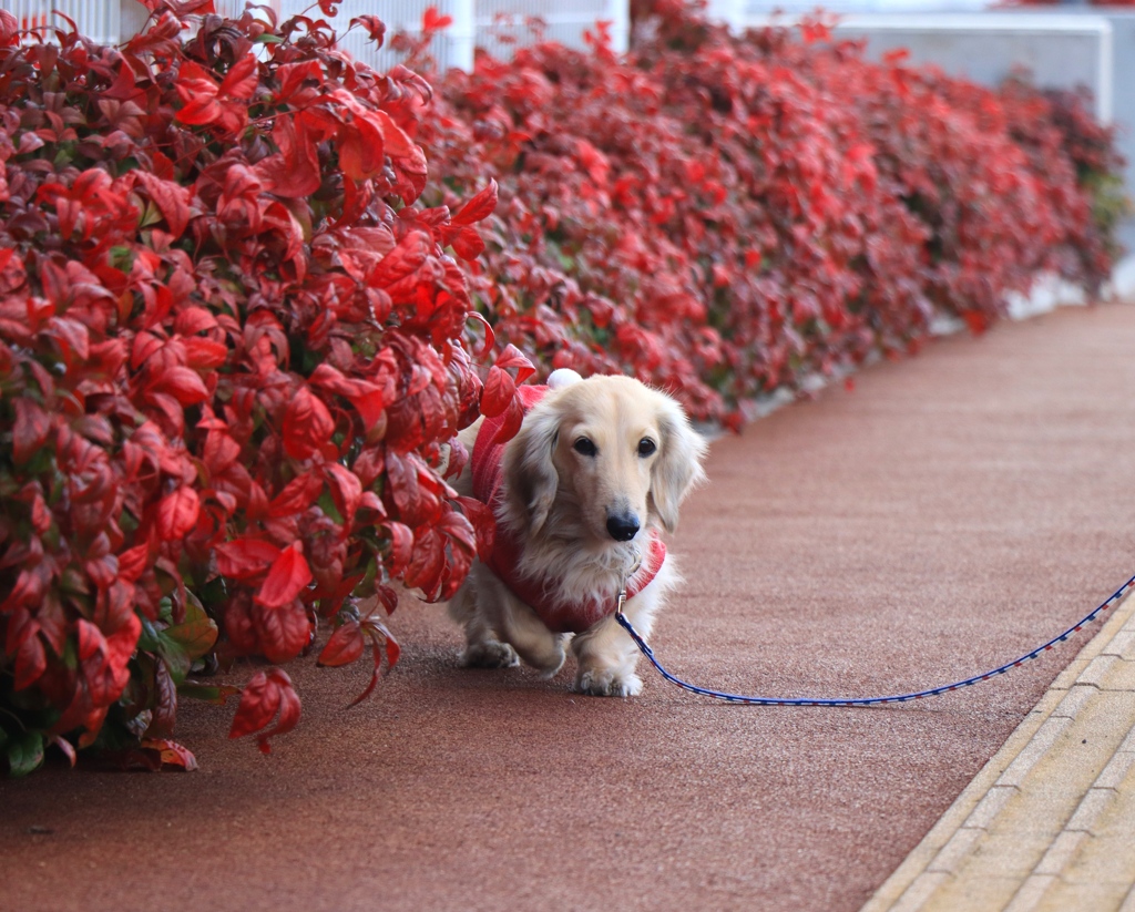 寒風の中散歩中　　クウちゃんです
