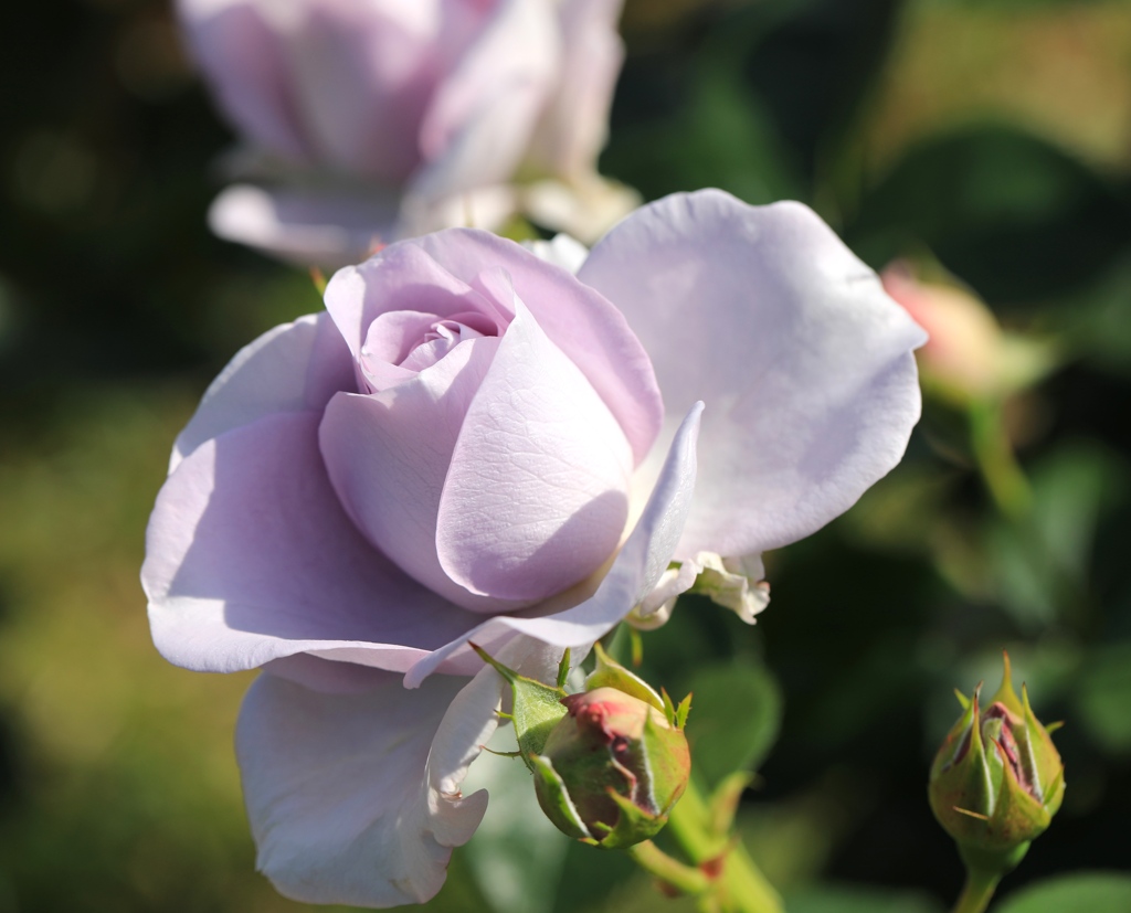 薔薇６　播磨中央公園にて