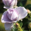 薔薇６　播磨中央公園にて