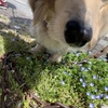 春　クウちゃん乱入