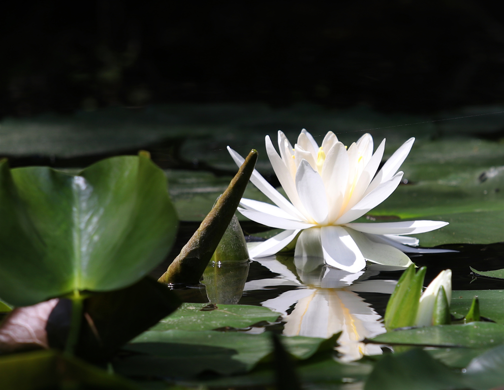 睡蓮１　ー北播磨余暇村公園ー