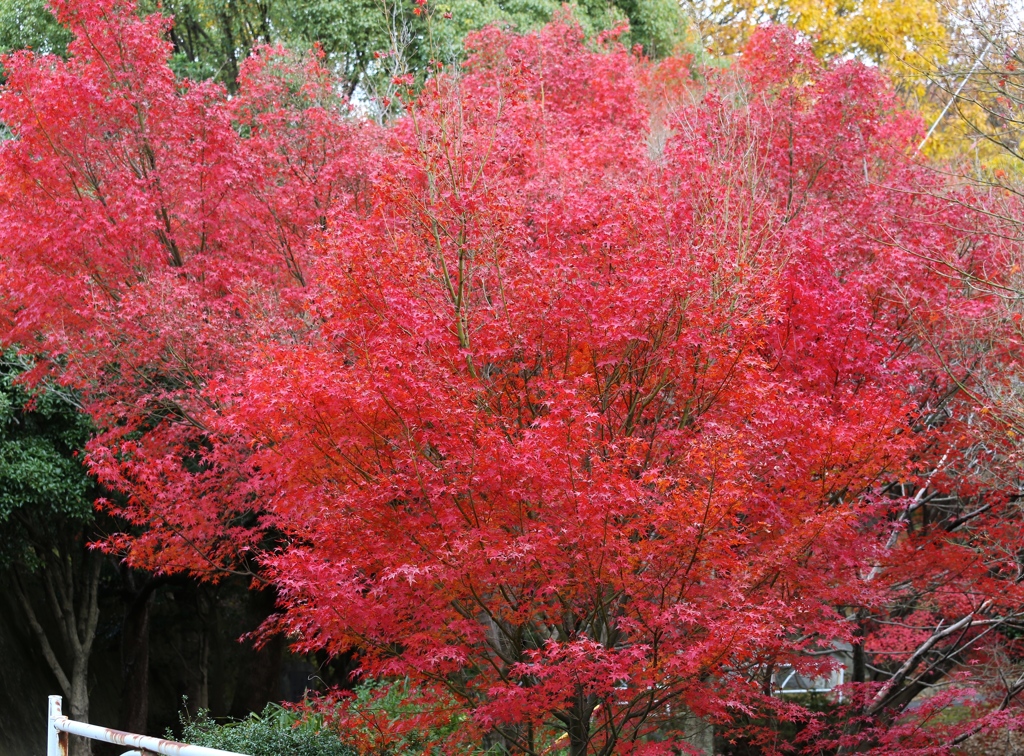 秋色（播磨中央公園）7
