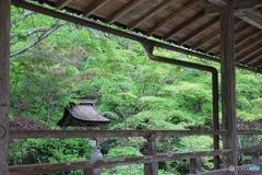 新緑の慧日寺にて２