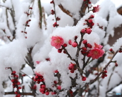 庭の紅梅　雪が降りました