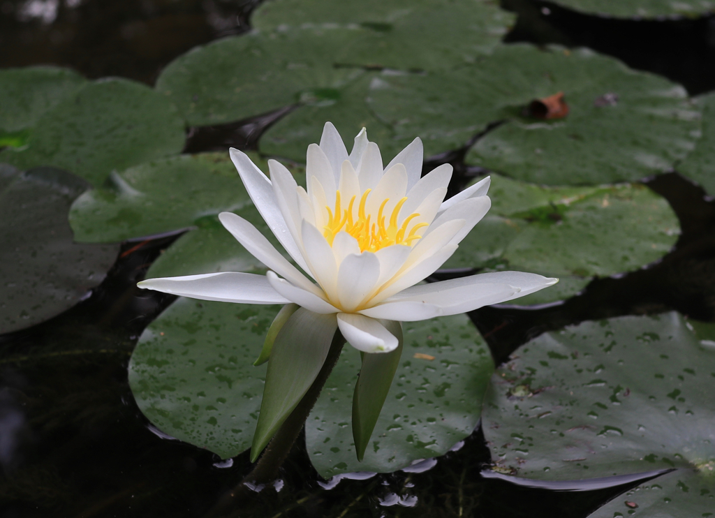 睡蓮　余暇村公園にて