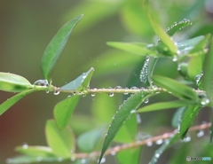 雨上がり２
