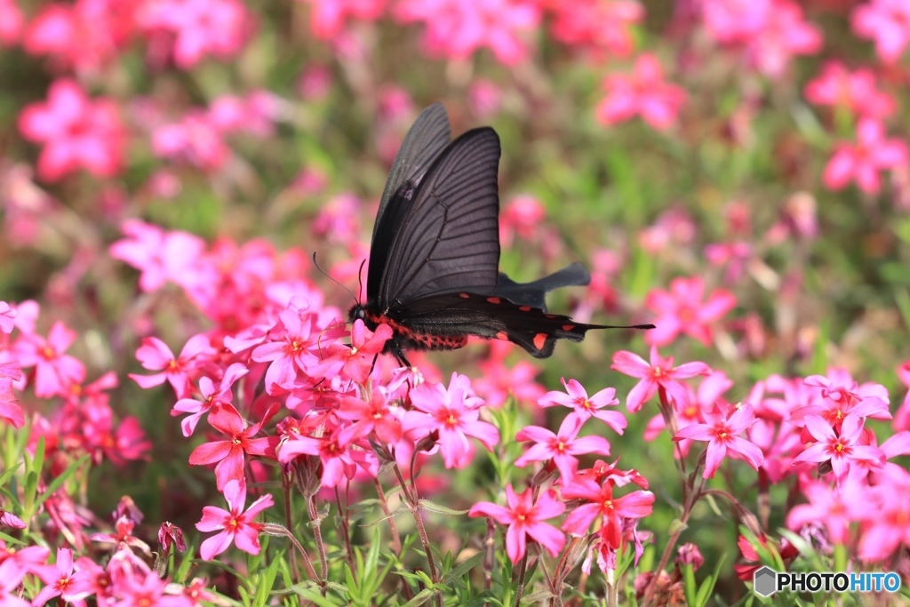 ジャコウアゲハと芝桜