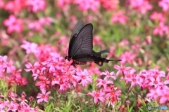 ジャコウアゲハと芝桜