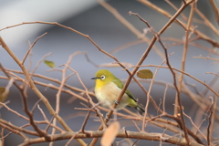 メジロさん　家の近くで
